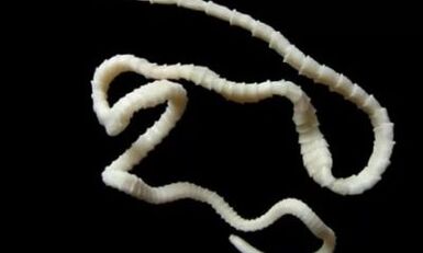 come rimuovere il parassita cestode dal corpo
