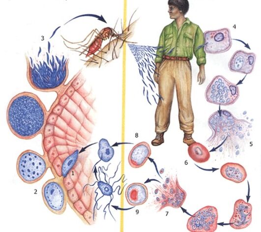 metodi di riproduzione dei parassiti protozoari