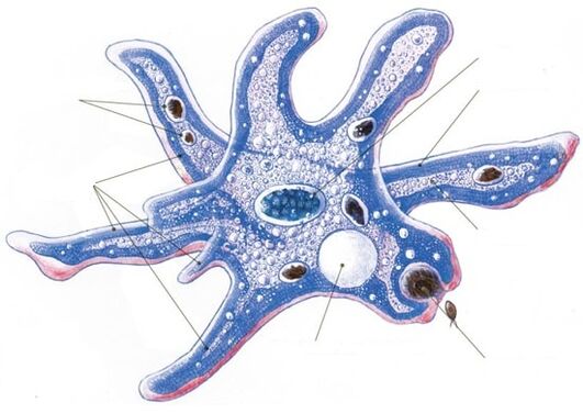 struttura di un protozoo parassita